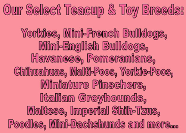 Our select teacup and toy breeds: Yorkies, mini-French Bulldogs, Mini-English Bulldogs, Havanese, Pomeranians, Chihuahuas, Matli-Poos, Yorkie-Poos, Miniature Pinschers, Italian Greayhounds, Maltese, Imperial Shih-Tzus, Poodles, Mini-Daschshunds and more