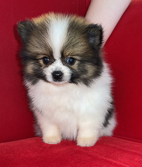 Pocket Puppies Arlington Heights - Available Puppies