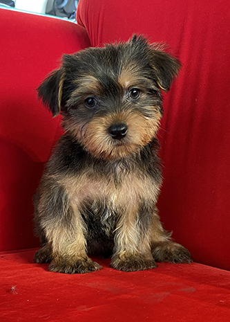 Pocket Puppies Arlington Heights - Available Puppies