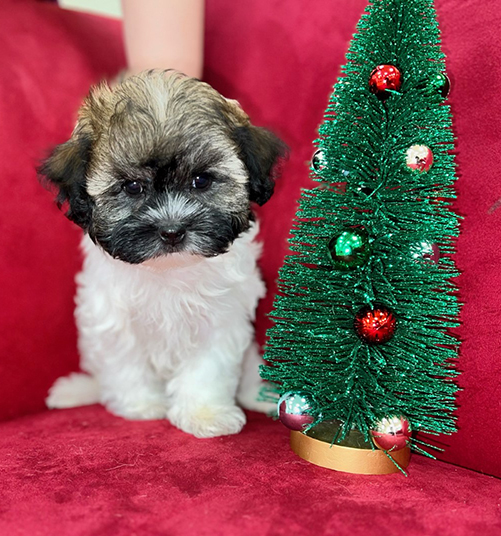 Pocket Puppies Arlington Heights - Available Puppies