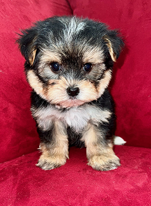 Pocket Puppies Pleasant Prairie Wisconsin - Available Puppies