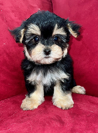 Pocket Puppies Pleasant Prairie Wisconsin - Available Puppies